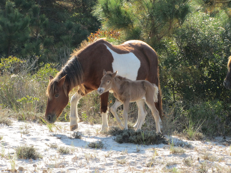 assateague island, group of animals, animal wildlife, baby, livestock, sunlight, beach, grazing, field, no people, young animal, land, filly, virginia