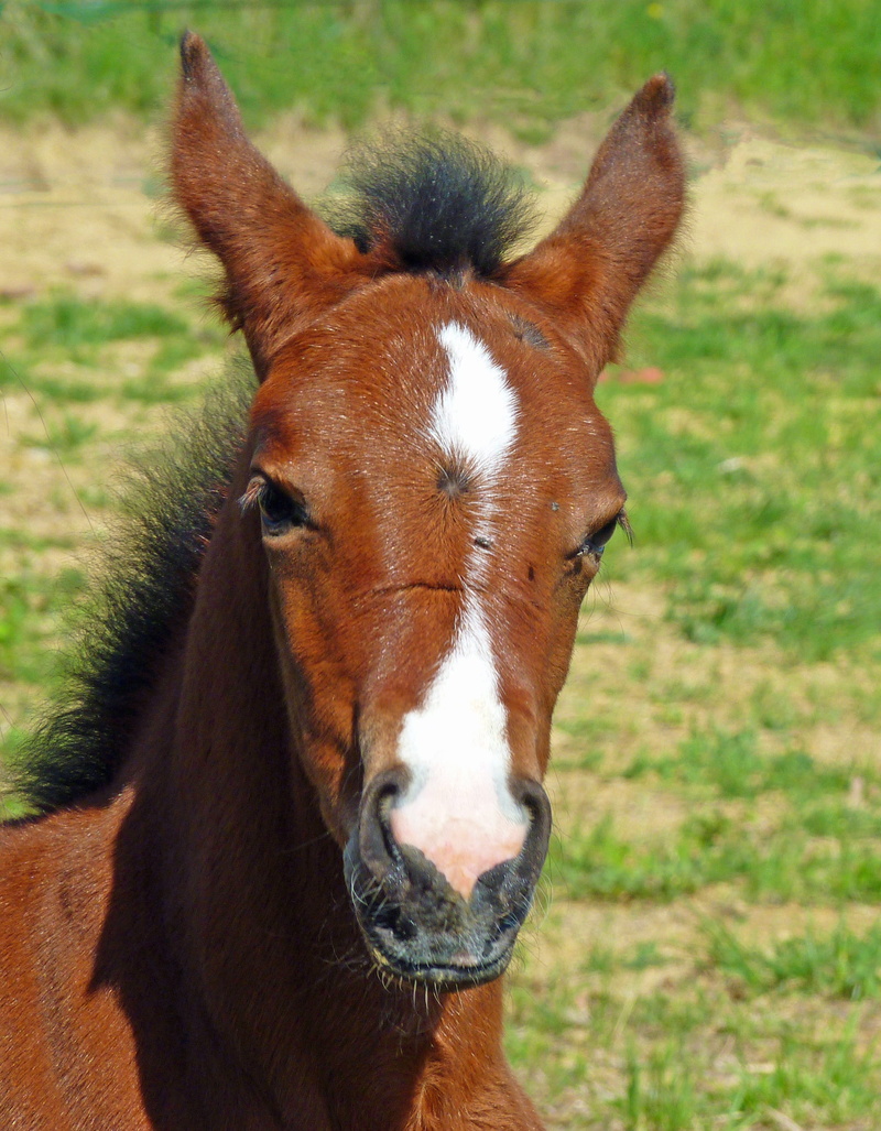 brown, pasture, portrait, livestock, grass, arabic, animal, looking at camera, nature, day, vertebrate, beauty In Nature, Pure, pure arab blood, filly