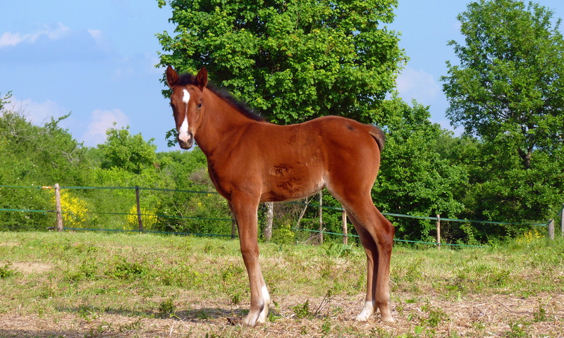white, horse, green grass, land, animal themes, horses, pure arab blood, one animal, domestic, petit, nature, animal, green, breeding horses, tree, animal wildlife