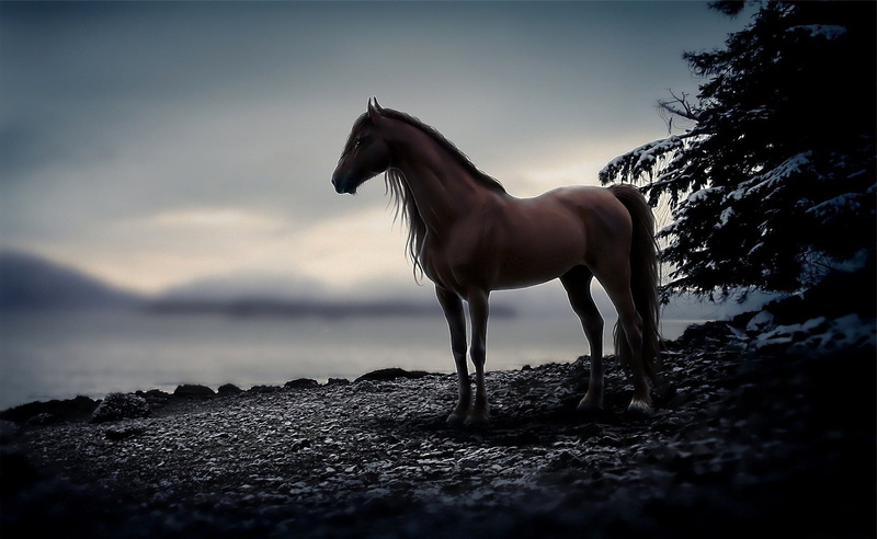 running, stallion, animal themes, animal, thoroughbred Horse, stones, no people, pets, riding, domestic, bay Horse, beauty In Nature, rural Scene, outdoors