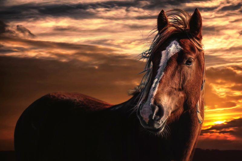 wind, one animal, close-up, outdoors, no people, mammal, animal body part, beautiful, vertebrate, landscape, 5K, farm, stallion, domestic, animal themes
