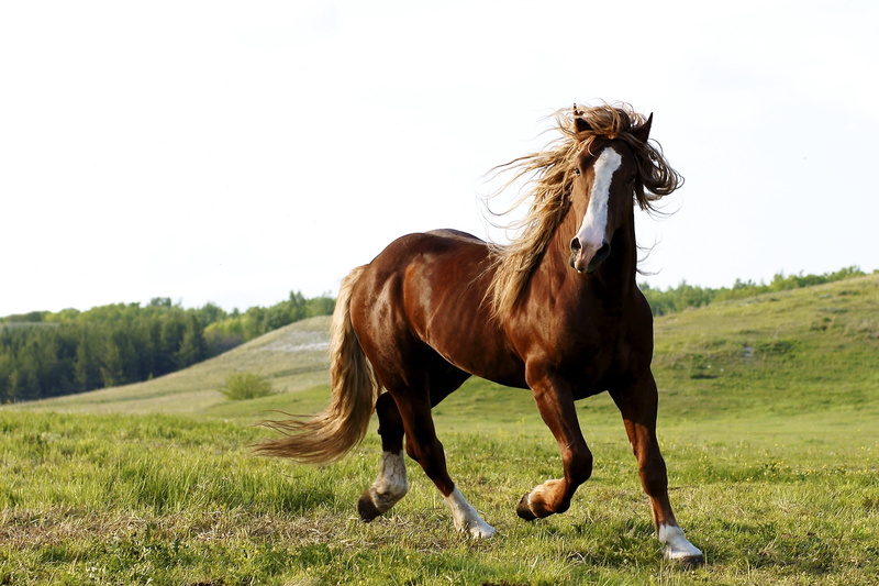 vertebrate, running, hair, ranch, 2K, environment, summer, nature, mammal, pony, white, farm, day, rural Scene, foal, pasture, thoroughbred Horse, outdoors