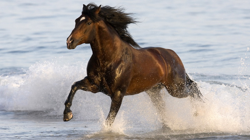 stallion, 1080P, azteca, art, animals, Bay Azteca, horse, horses, bay, ocean, hd