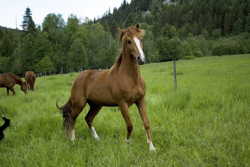tree, nature, 4K, bay Horse, animal themes, beauty In Nature, white, pasture, animal wildlife, plant, brown, group of animals, paddock, farm, foal, herbivorous