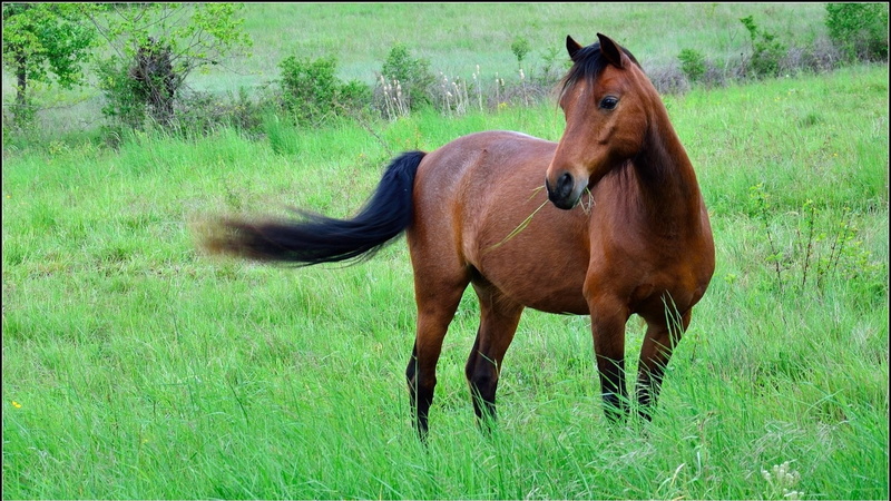 plant, mane, nature, paddock, non-Urban Scene, pasture, brown, ranch, animal wildlife, summer, running, one animal, animal themes, farm, livestock, grazing
