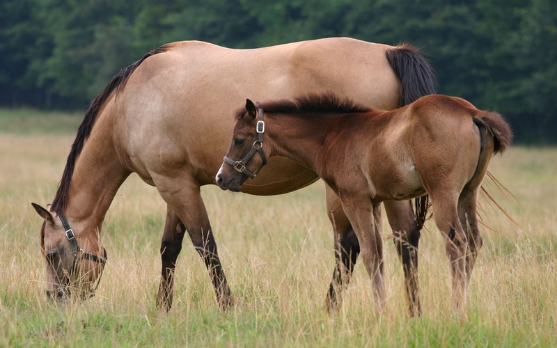 foal, beauty, horse, outdoors, vertebrate, nature, group of animals, walk, land, summer, 1080P, pony, cub, mare, pasture, beautiful, farm, green Color
