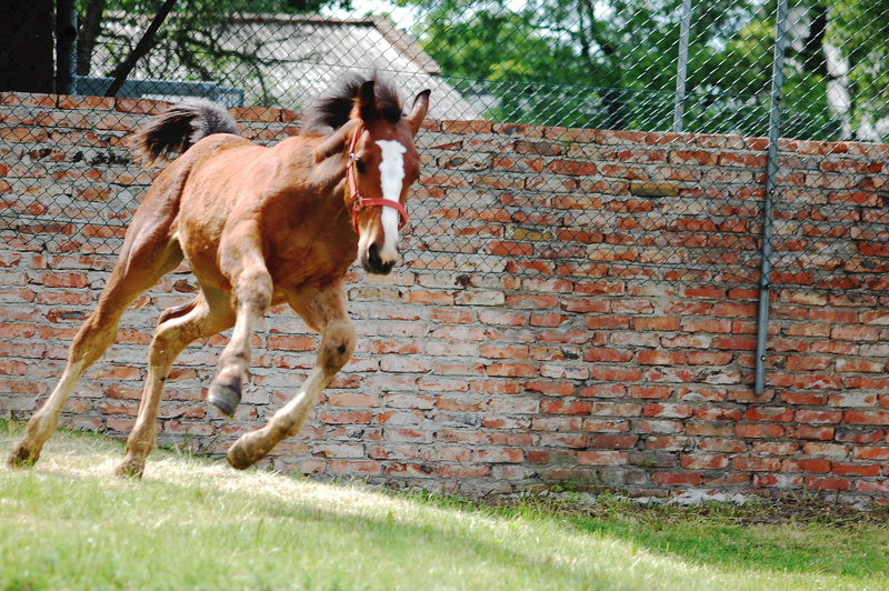 lantern, brick wall, offspring, domestic, day, motion, grass, animal themes, nature, lawn, herbivorous, wall, field, Horse, galop, livestock, 2K, silesian