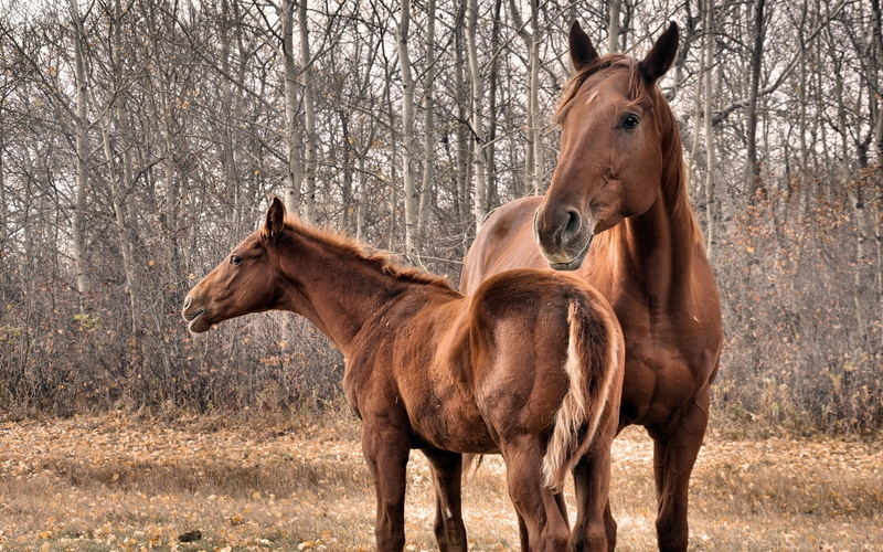 no people, chestnut, domestic, meadow, beauty In Nature, horses, two, horse, non-Urban Scene, animal wildlife, thoroughbred Horse, land, plant, two animals