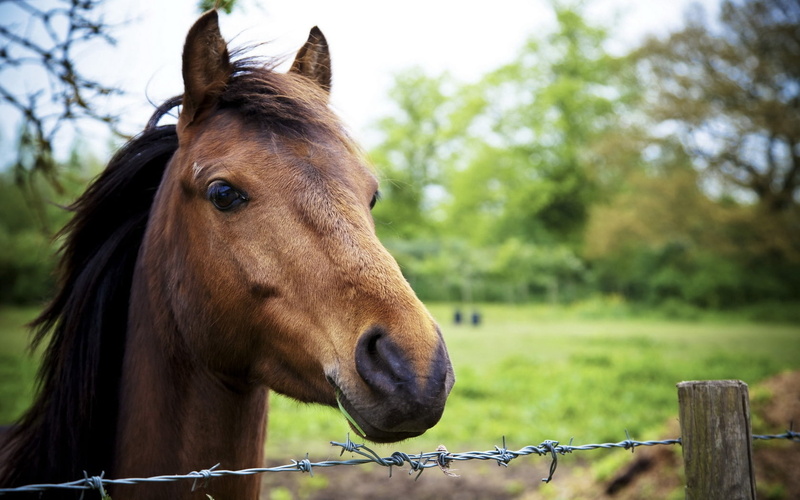 thoroughbred Horse, pets, mare, foal, vertebrate, farm, one Animal, animal Eye, portrait, animal Head, nature, grass, beauty, herbivorous, paddock, animal themes