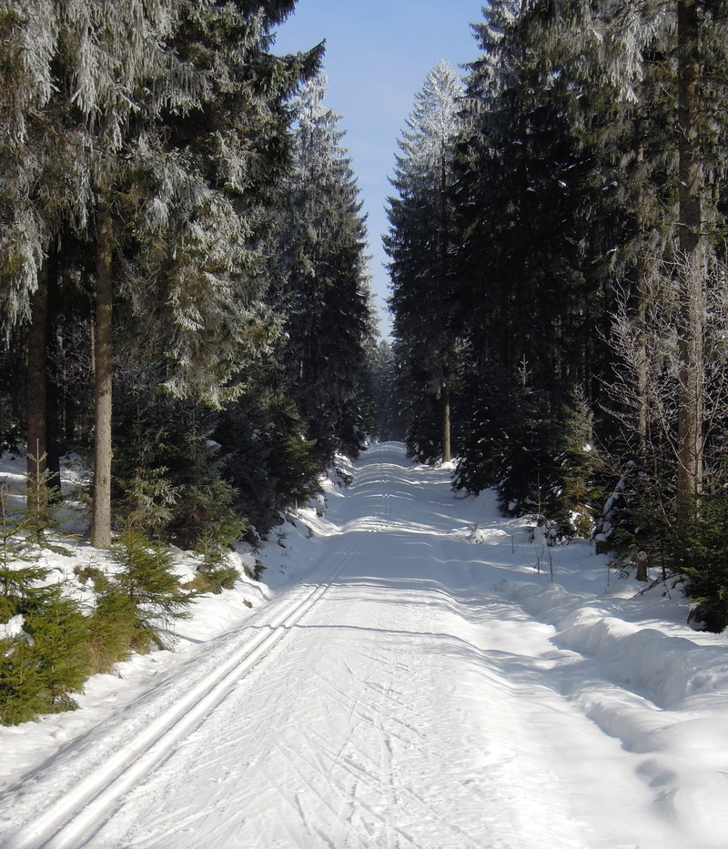 land, day, transportation, Winter, outdoors, woodland, ice, footpath, treelined, plant, beauty in nature, growth, Forest Road, 2K, scenics, cold temperature