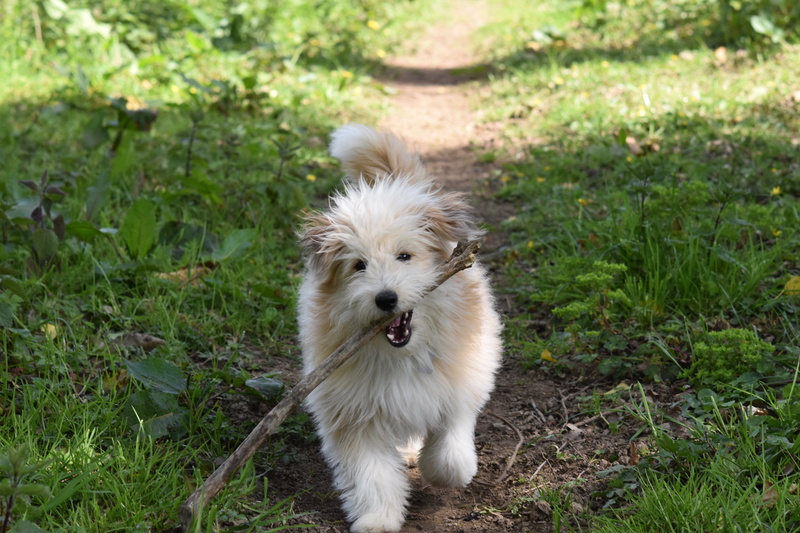 canine, grass, day, mammal, green color, male dog, companion, vertebrate, cute, 5K, dog running with stick, dog, land, dog country road, dog long hair