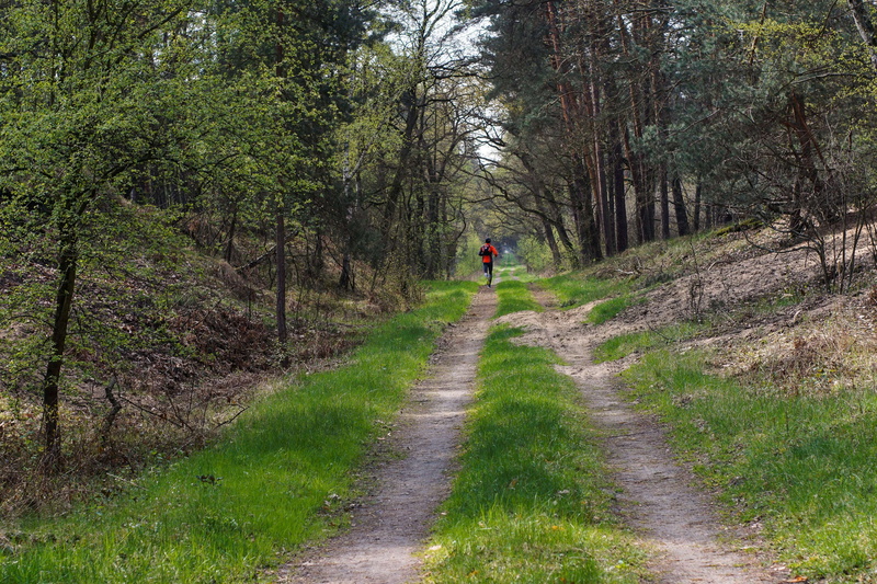 the path, day, the way forward, outdoors, forest road, walking, green, lifestyles, transportation, land, tree, poland, spring, cross country skier, road