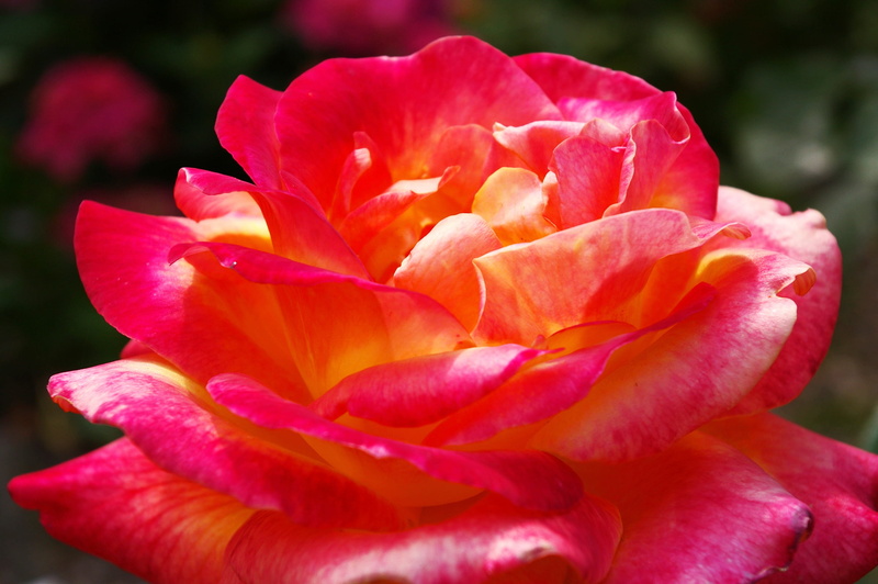 multi coloured, garden rose, fragility, freshness, colorful, softness, pink color, floribunda, flowering plant, day, 2K, love, nature, flower head, inflorescence