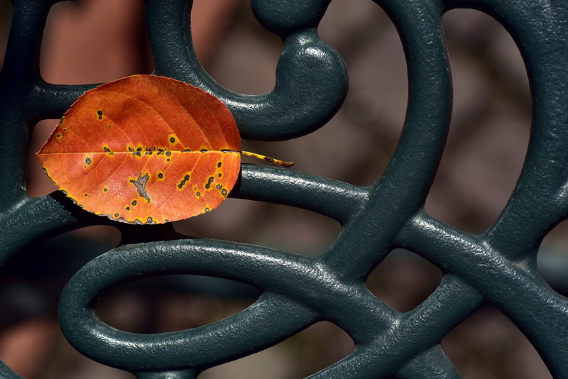 autumn, protection, fall foliage, sport, security, safety, pattern, close-up, garden table, garden furniture, orange, connection, nature, still life, metal