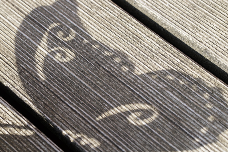 wood grain, day, textured, table, wood, metal, 5K, old, selective focus, backgrounds, sunlight, butterfly wings, no people, directly above, nature, indoors