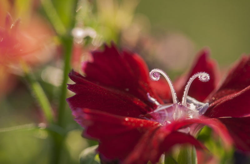Kansas, red, Dianthus, no people, fragility, purity, wet, flowering plant, Aero, outdoors, 2K, freshness, Flower, plant, day, Macro, nature, afternoonsun
