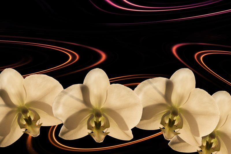 fund, petal, pollen, flowering plant, fantasy, black background, greeting, background, focus on foreground, curlicue, four, luxury, postcard, inflorescence