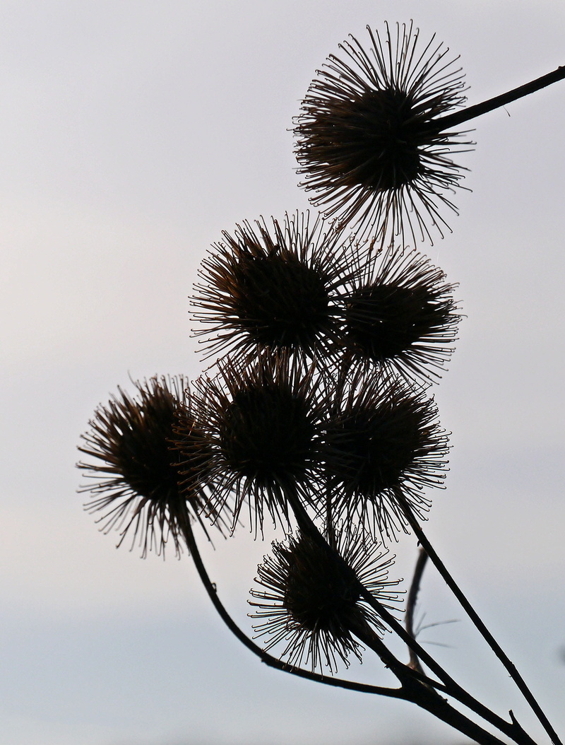 cold, 2K, hook and loop closure, nature, bushes, Hook And Loop, beauty in nature, palm tree, flowering plant, winter, Silhouette, Closure, close-up, fruits