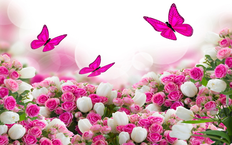 roses, 4K, flower, bouquet, pink, mobile, hd, butterflies, white, tablet, flying