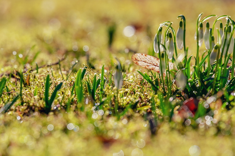 outdoors, plant, fragility, signs of spring, galanthus, flowering plant, early bloomer, snowdrop, nature, food, flora, no people, flowers, land, freshness