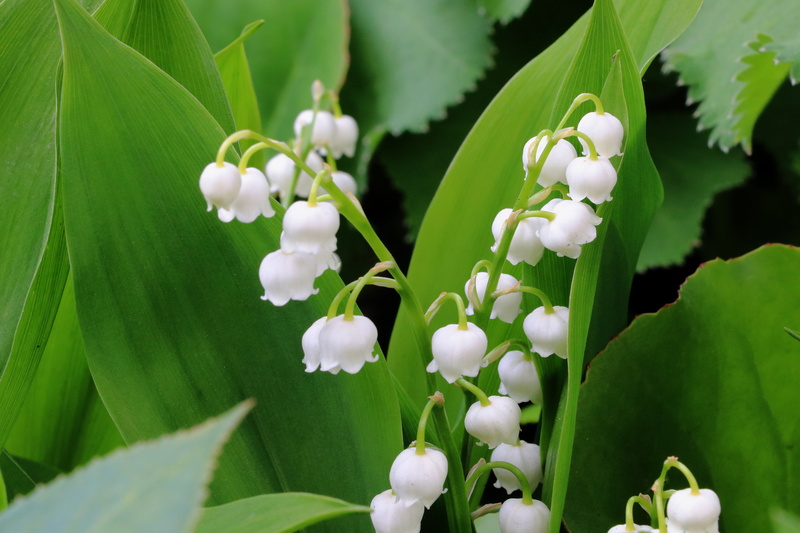 valley, flowering plant, plant, convallaria majalis, signs of spring, close-up, wild flower, spring, flower head, plant part, growth, nature, no people