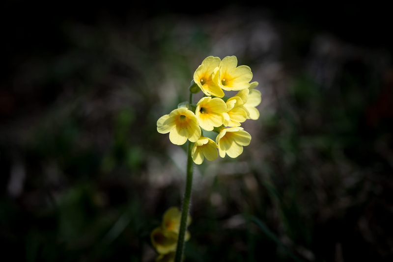 day, harbinger of spring, spring primrose, yellow, nature, flower, plant, flower head, inflorescence, spring, blossom, cowslip, springtime, selective focus