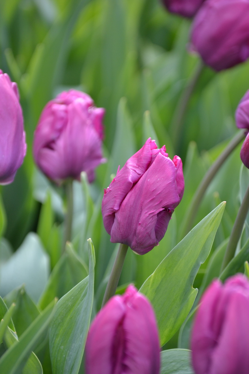 leaf, petal, violet, day, flower head, nature, freshness, flowers, breeding tulip, no people, beauty in nature, fragility, spring, growth, selective focus