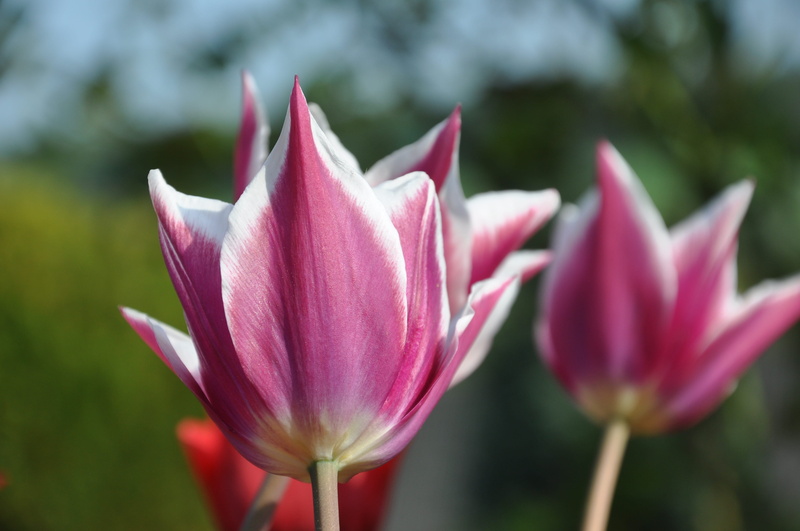 frühlingsanfang, pink color, plant stem, purple, flower, flowers, spring, beautiful, nature, breeding tulip, sepal, garden, flowering plant, plant, focus on foreground
