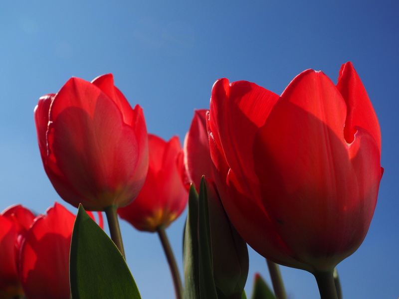 no people, flowering plant, flower, tulips, red, petal, beauty in nature, ornamental plants, close, growth, plant, vulnerability, fragility, focus on foreground