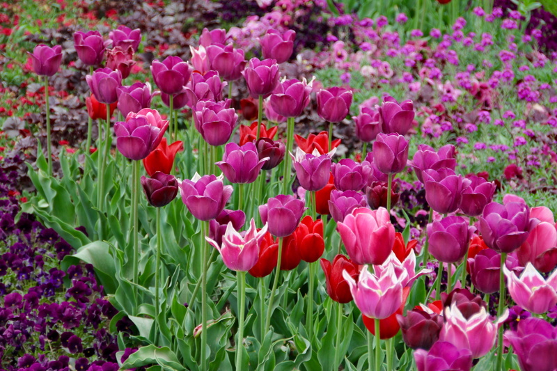 land, outdoors, fragility, no people, springtime, flowering plant, beauty in nature, 5K, flower, day, pink color, tulpenzwiebel, tulipa, growth, close-up