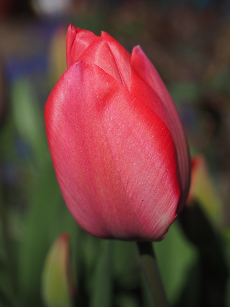 flowering plant, vulnerability, beauty in nature, red, pink color, freshness, liliaceae, sepal, focus on foreground, flower, growth, tulipa, fragility