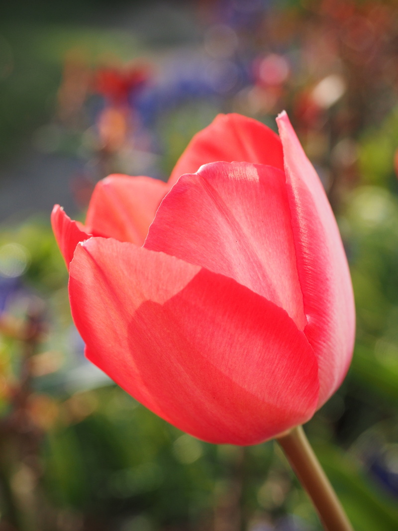 red, close, flower, focus, color, flowering plant, colorful, focus on foreground, vulnerability, selective, plant, fragility, close-up, liliaceae, 4K