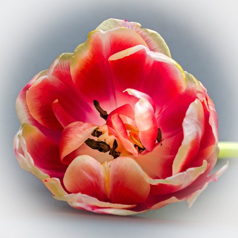 pink color, tulip, red, growth, softness, flower, freshness, pollen, flower arrangement, spring, fragility, rose, studio shot, indoors, nature, beauty in nature