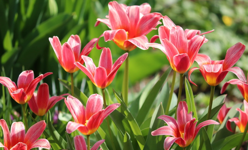 outdoors, ornamental garden, botany, petal, ornamental flower, pollen, red, romance, tulips, blossom, flowers, flowering plant, flora, spring flower, tender