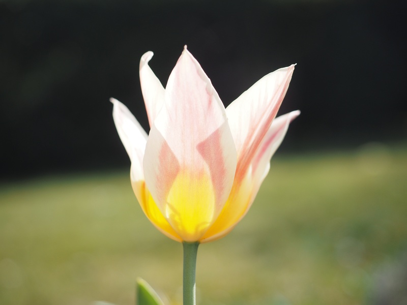 breeding tulip, flower head, liliaceae, crocus, fragility, growth, spring, plant stem, yellow, tulipa, pink, outdoors, flowering plant, vulnerability, plant