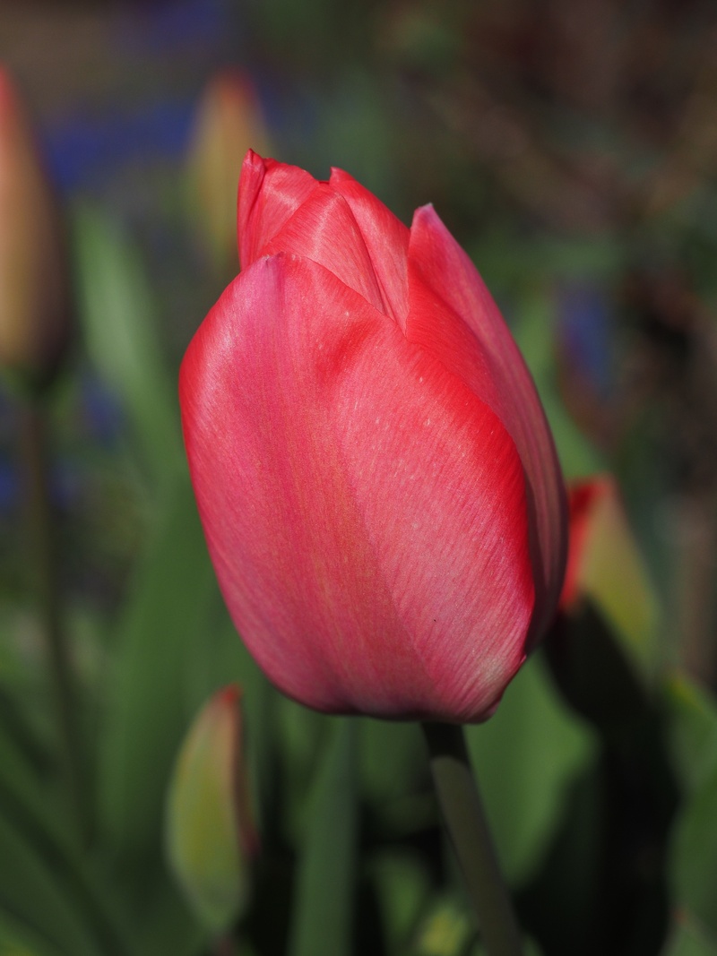 red, springtime, vulnerability, color, tulip, ornamental plants, plant, petal, flower, fragility, freshness, flower head, flowering plant, inflorescence