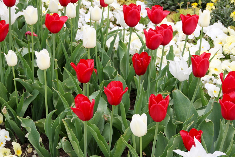 vulnerability, field, flowerbed, tulipa, inflorescence, schnittblume, plant, spring, close-up, freshness, petal, leaf, flower head, flower, tulpenzwiebel
