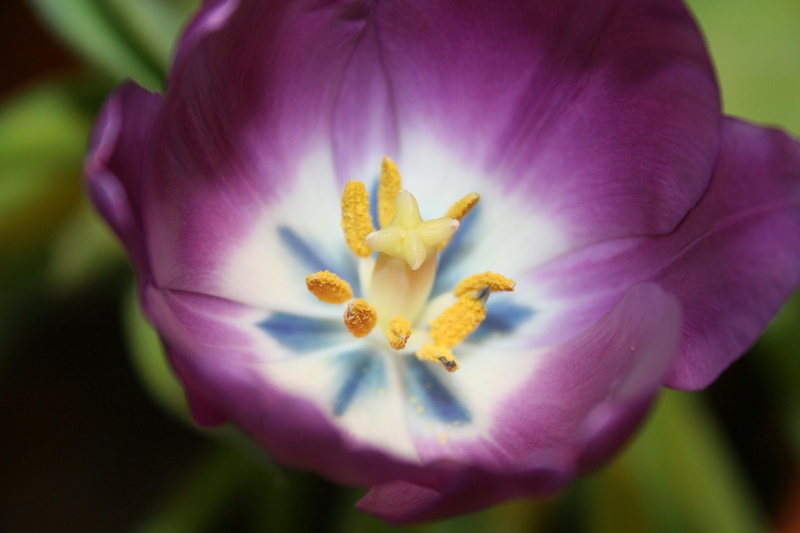 flowering plant, springtime, stamp, purple, no people, nature, growth, 2K, botany, beauty in nature, tulip flower, flower head, selective focus, pollen