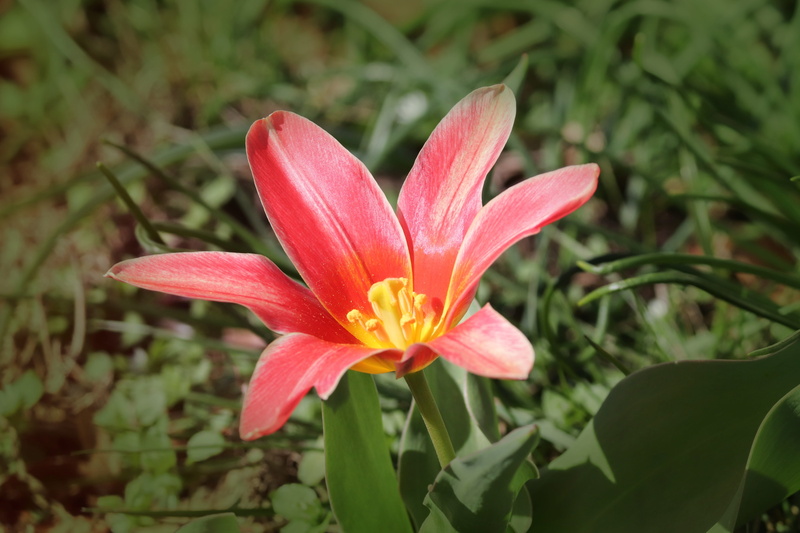 growth, orange color, spring flower, tulipa, breeding tulip, bloom, flower head, red, early bloomer, pollen, 5K, plant, blossom, day, outdoors, schnittblume