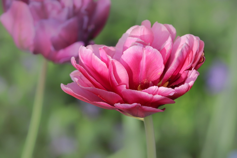 violet, tender, petal, flower, bloom, flower head, beauty in nature, focus on foreground, blossom, schnittblume, growth, nature, early bloomer, 5K, no people