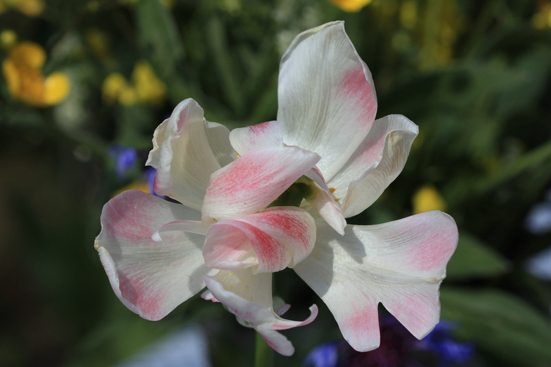 5K, spring, pastel, flower head, outdoors, vulnerability, stamen, giant tulip, flowering plant, day, growth, flower, inflorescence, bloom tender, solo