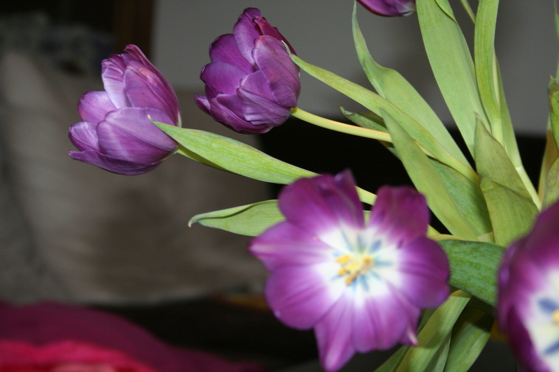 2K, fragility, selective focus, inflorescence, flower, growth, freshness, flower arrangement, purple, plant, nature, flowers, violet, outdoors, flower head