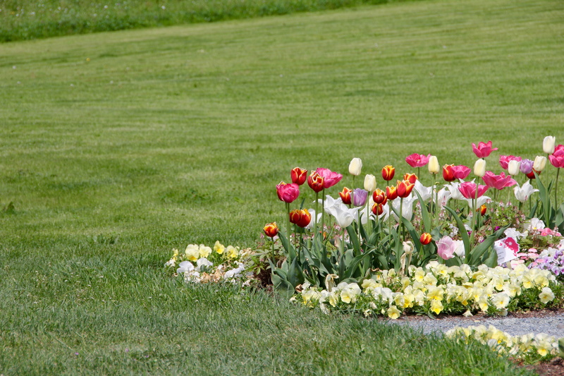 fragility, flowering plant, field, green color, freshness, environment, white, grass, nature, tulpenzwiebel, purple, breeding tulip, schnittblume, Tulipa