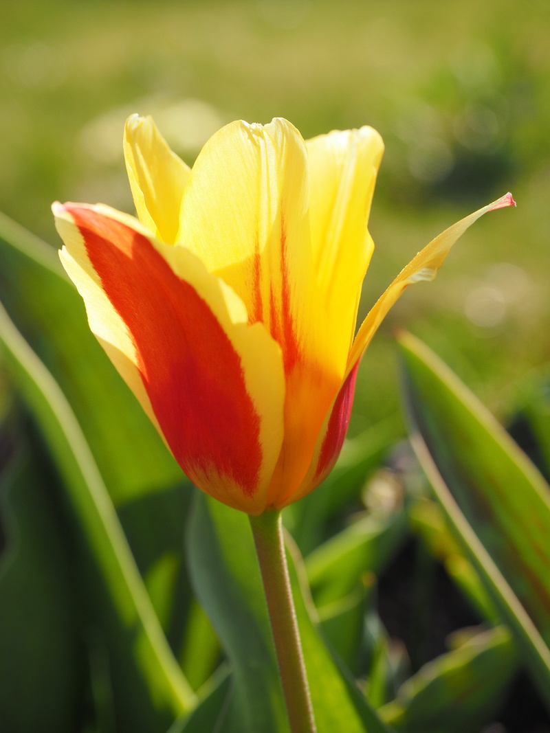 liliaceae, botany, day, blossom, red yellow, summer, yellow, Flower, red, colorful, tulipa, outdoors, vulnerability, petal, beauty In Nature, fragility
