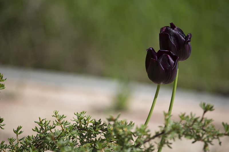 tree, tulips, outdoors, no people, schnittblume, tulip flower, 5K, spring, purple tulips, flower head, selective focus, focus on foreground, flora, flowers