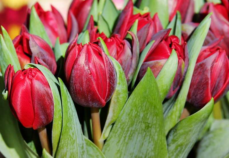 shiny, ripe, red tulips, close-up, tulpenbluete, liliaceae, lily, freshness, growth, spring flowers, bloom, light, purple, tulips, wellbeing, flower, sunlight