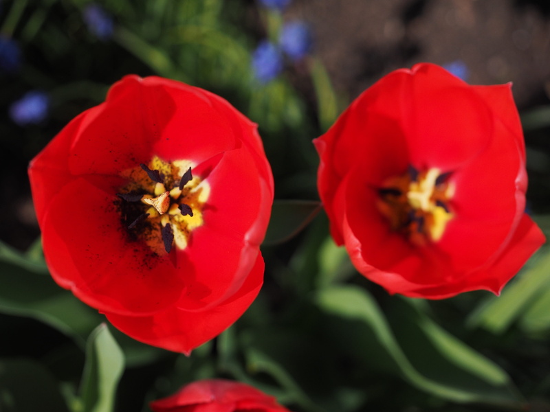 outdoors, Close, vulnerability, breeding tulip, pollen, focus on foreground, plant, tulip, growth, Spring, day, red, Flowers, no people, freshness, flower