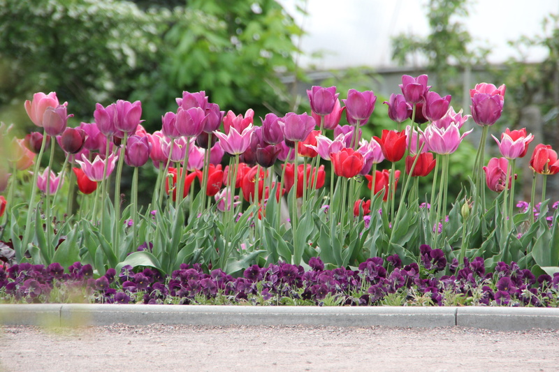 flower, Tulips, tulpenzwiebel, inflorescence, petal, beauty in nature, schnittblume, Tulipa, close-up, flower head, fragility, nature, flowerbed, park