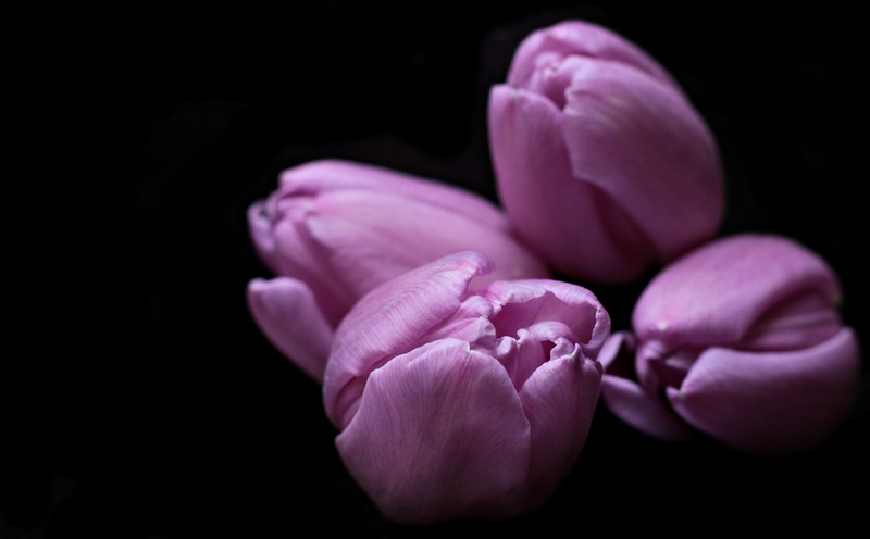 fragility, softness, spring flower, tulips, flowering plant, inflorescence, flower, photography, floral greeting, close, early bloomer, flowers, greeting