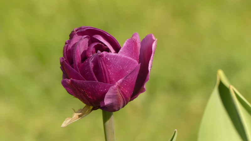 day, early bloomer, schnittblume, flowering plant, close-up, purple, nature, flower head, purple tulips, rose, no people, beauty in nature, 4K, flora